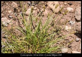 Attēlu rezultāti vaicājumam “Carex spicata”