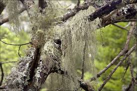 Attēlu rezultāti vaicājumam “Usnea filipendula”