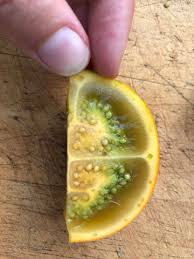 Attēlu rezultāti vaicājumam “Luzula luzuloides fruit”