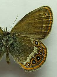 Attēlu rezultāti vaicājumam “Coenonympha hero”