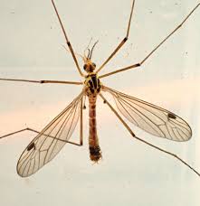 Attēlu rezultāti vaicājumam “Tipulidae”