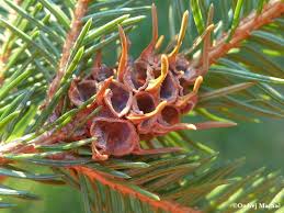 Attēlu rezultāti vaicājumam “Sacchiphantes abietis”