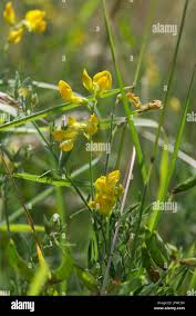 Attēlu rezultāti vaicājumam “Lathyrus pratensis flower”