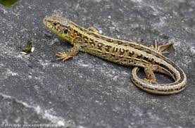 Attēlu rezultāti vaicājumam “Lacerta agilis”