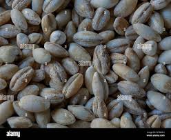 Attēlu rezultāti vaicājumam “Hordeum vulgare fruit”