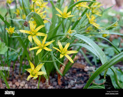 Attēlu rezultāti vaicājumam “Gagea lutea flower”