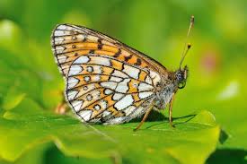 Attēlu rezultāti vaicājumam “Boloria eunomia”