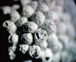 Attēlu rezultāti vaicājumam “Diderma spumarioides macro”