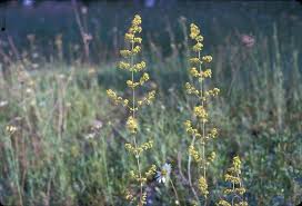 Attēlu rezultāti vaicājumam “Galium verum flower”