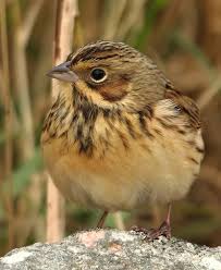 Image result for Emberiza fucata