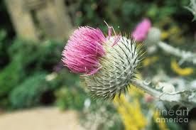 Image result for Onopordum acanthium