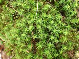 Attēlu rezultāti vaicājumam “Polytrichum formosum”