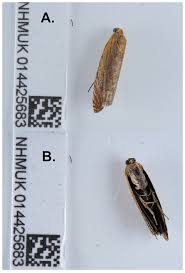 Attēlu rezultāti vaicājumam “Lathronympha strigana”