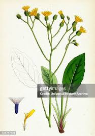 Attēlu rezultāti vaicājumam “Hieracium murorum”