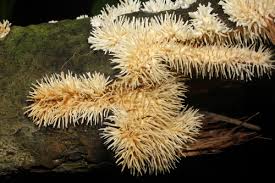 Attēlu rezultāti vaicājumam “Elmerina caryae”