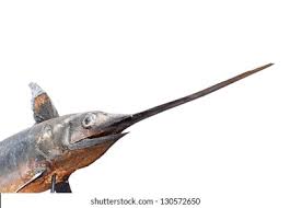 Image result for Xiphias gladius