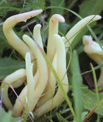 Attēlu rezultāti vaicājumam “Clavaria straminea”