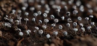 Attēlu rezultāti vaicājumam “Physarum obscurum spores”