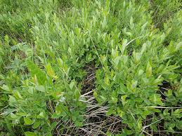 Attēlu rezultāti vaicājumam “Salix myrtilloides”