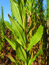 Attēlu rezultāti vaicājumam “Solidago canadensis leaf”