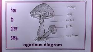Attēlu rezultāti vaicājumam “Agaricus”
