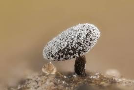 Attēlu rezultāti vaicājumam “Didymium proximum”