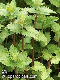 Image result for Nepeta cataria