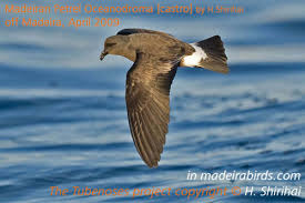 Image result for Oceanodroma monorhis