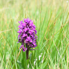 Attēlu rezultāti vaicājumam “Dactylorhiza cruenta flower”