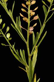 Attēlu rezultāti vaicājumam “Lepidium densiflorum leaf”