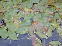 Image result for Calamus nodosus