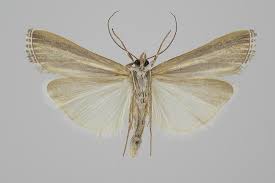 Attēlu rezultāti vaicājumam “Catoptria fulgidella”