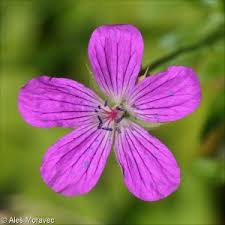 Attēlu rezultāti vaicājumam “Geranium palustre”