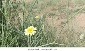 Image result for Tragopogon pratensis