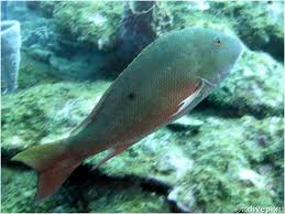 Image result for Lutjanus analis