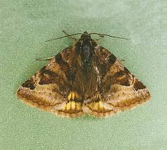 Attēlu rezultāti vaicājumam “Euclidia glyphica”