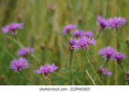 Attēlu rezultāti vaicājumam “Centaurea phrygia flower”