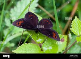 Attēlu rezultāti vaicājumam “Erebia aethiops underside”