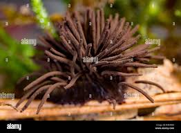 Attēlu rezultāti vaicājumam “Stemonitis fusca plasmodium”