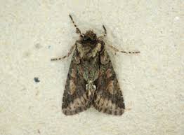 Attēlu rezultāti vaicājumam “Allophyes oxyacanthae”