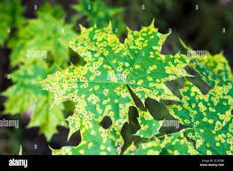 Attēlu rezultāti vaicājumam “Rhytisma acerinum”