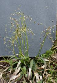 Attēlu rezultāti vaicājumam “Luzula pilosa bud”