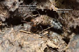 Attēlu rezultāti vaicājumam “Ontholestes murinus”