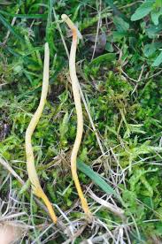 Attēlu rezultāti vaicājumam “Clavaria sphagnicola”