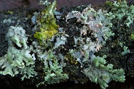 Attēlu rezultāti vaicājumam “Erythricium aurantiacum”