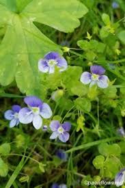 Attēlu rezultāti vaicājumam “Veronica filiformis”