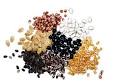 Food Gone Global: <b>Seeds</b> of