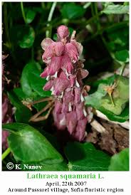 Attēlu rezultāti vaicājumam “Lathraea squamaria flower”
