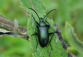 Attēlu rezultāti vaicājumam “Alleculidae”