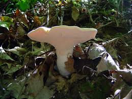 Attēlu rezultāti vaicājumam “Hydnum repandum”